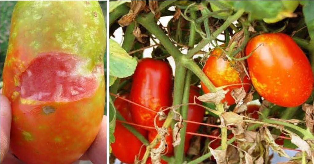 Tomatoes | University of Maryland Extension
